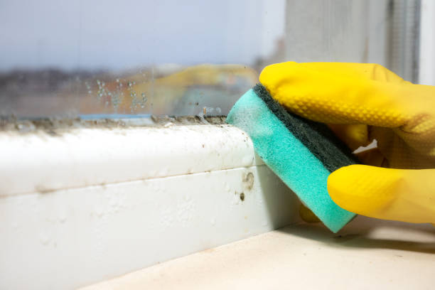 Best HVAC Mold Remediation in Glenn Dale, MD