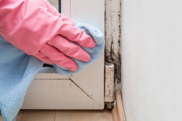 Best Attic Mold Remediation in Glenn Dale, MD